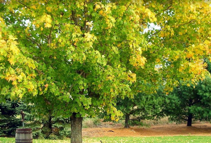 Williamston Inn (Indian Head Motel) - Web Listing (newer photo)